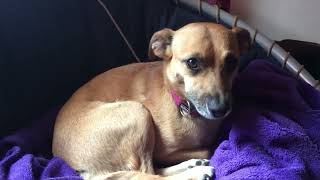 Balba, Brozek, Mewka Balba