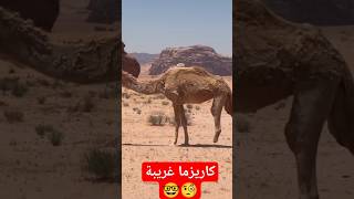 سيكون عليك المشي على ثلاث أرجل من أجل البقاء | #shorts #camel2023 #viral