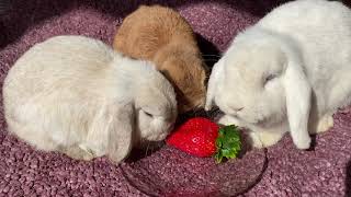 Funny Rabbits Eating Strawberry by Bunny Love 6,380 views 2 years ago 1 minute, 6 seconds