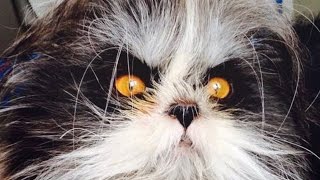 КОТ ИЛИ ПЁС? ЗАГАДКИ, КОТОРЫЕ ВЗОРВАЛИ ИНТЕРНЕТ КОТ ИЛИ ПЁС? ЗАГАДКИ, КОТОРЫЕ ВЗОРВАЛИ ИНТЕРНЕТ