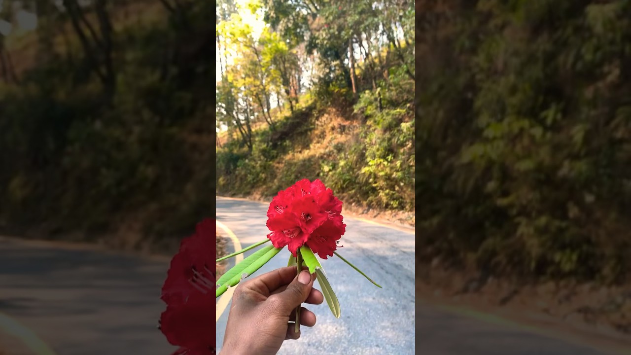 National Flower Nepal 