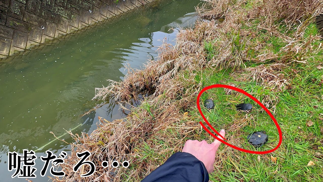 I went to a turtle paradise and came across a tragic scene