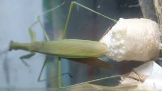 How do praying mantises lay eggs