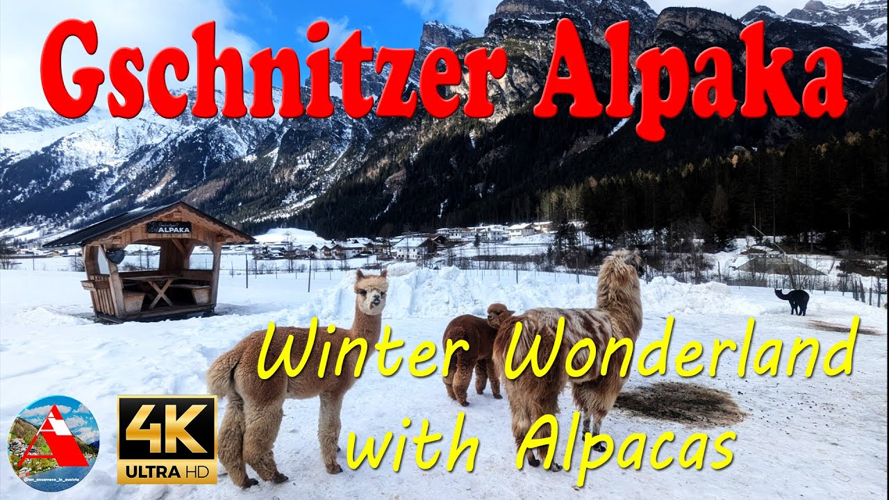 This Alpaca Adventure in Austria is UNFORGETTABLE! (Magical Winter