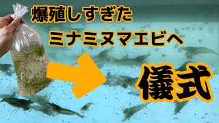 ミナミヌマエビ 100匹 エビ 飼育用 餌用にも Gapless ミナミヌマエビ 100匹 エビ 飼育用 餌用にも Gapless