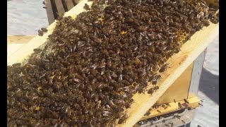 النحل والمحلول السكري
