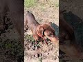 running dog Doberman short video #Doberman #running video #shorts