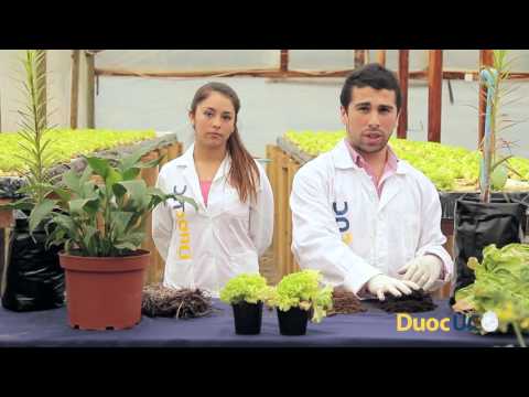 Video: Las Cebollas Se Vuelven Amarillas: ¿cómo Regarlas Para Que No Se Pongan Amarillas Y Crezcan Bien? ¿Cómo Alimentarlo En El Jardín En Junio Y Primavera? ¿Qué Hacer Con Las Plumas?