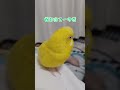 主を豚扱いしているに違いないトリ