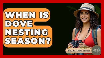 When Is Dove Nesting Season? - Bird Watching Diaries