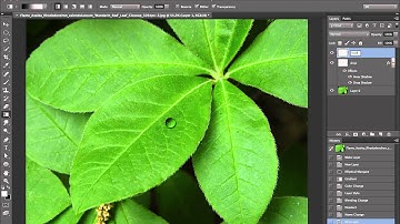 How to make water drops on a leaf in Photoshop