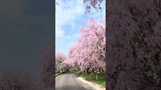 2026.4.15   原付ぼっち旅　東北縦断編Part2   詳しくは関連動画から