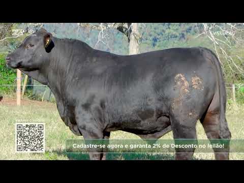 Lote 51 | ELO de Raças 20/06/26 | Programa Leilões