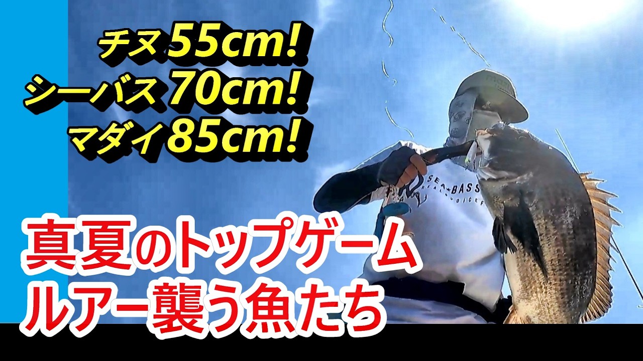 【チヌ55cm！】真夏の天草トップウォーターゲームの魅力を紹介【マダイ85cm！】