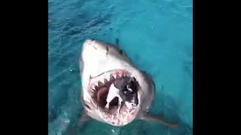 Un requin mange un humain No fake!!!