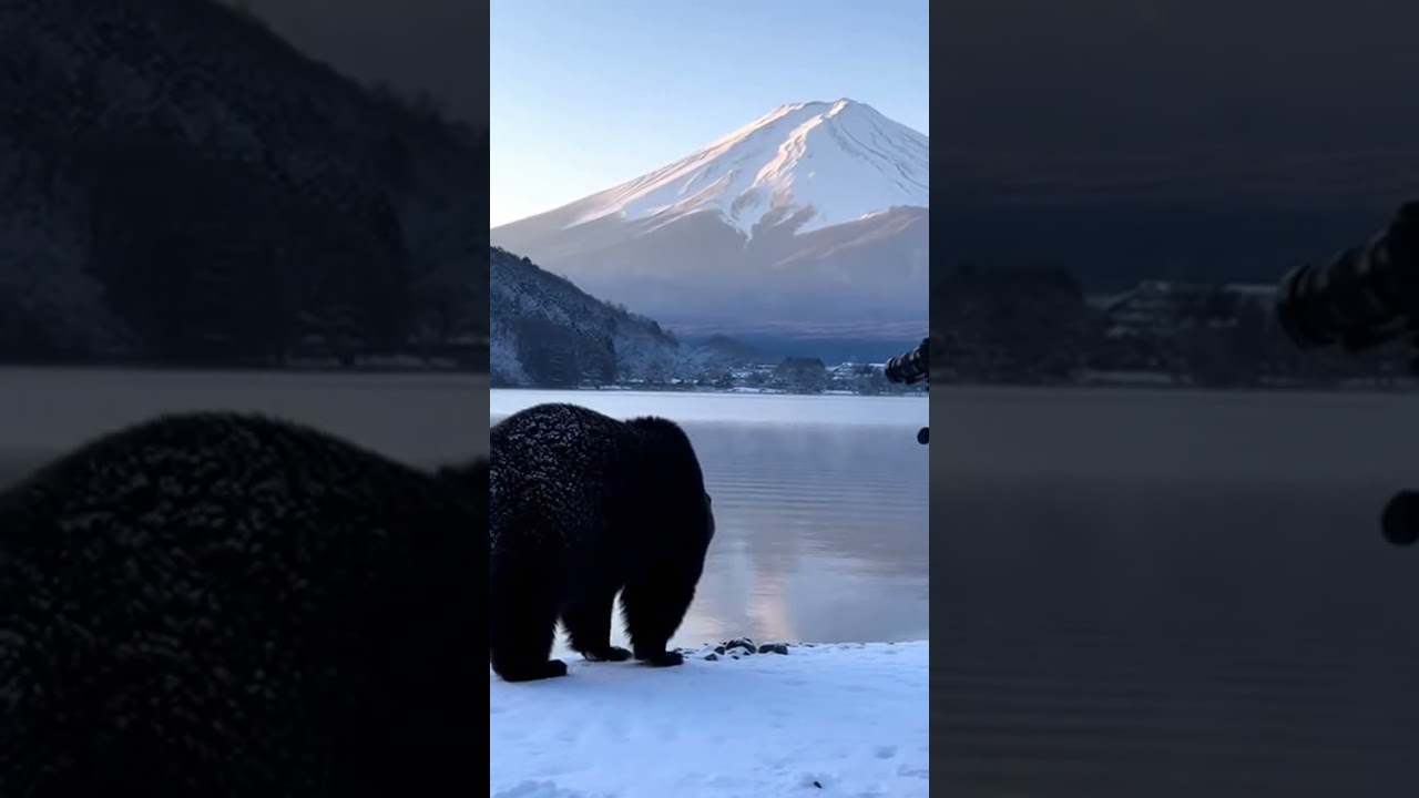 Black Bear Awaits Its Hunt at Lake Kawaguchi with Mount Fuji Behind!