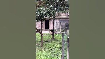 The panda cub climbs the tree with excitement, but halfway up it falls down! #panda #cute