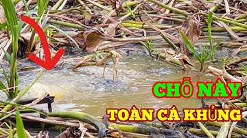 CÂU CÁ RÔ ĐỒNG, chỗ này toàn cá khủng ở đây |fishing HQBL #136