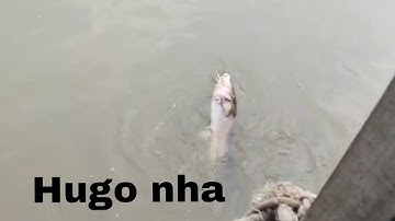 Câu cá cầu Mỹ lợi. Lâu lắm rồi mới trở lại điểm câu này.