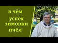 Что нужно сделать, чтобы пчелосемьи успешно перезимовали?