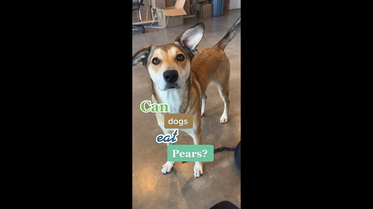 Can Dogs Eat Pears? 