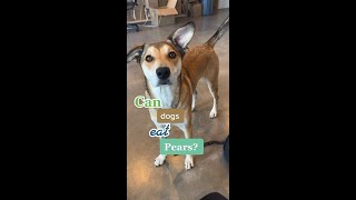 Can Dogs Eat Pears? #shorts Is Pear Good For Dogs