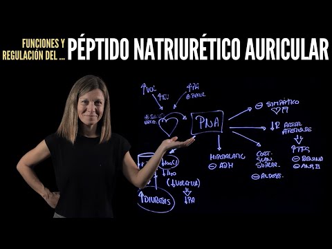 Péptido Natriurético Auricular (PNA): regulación y funciones