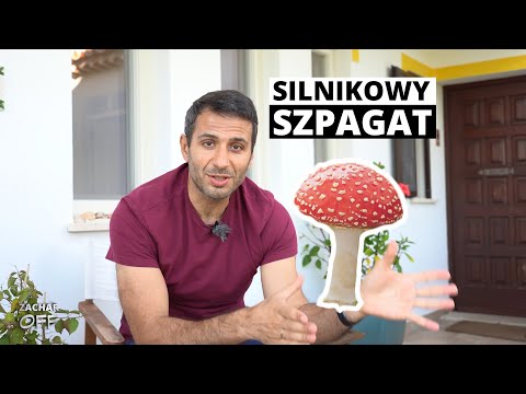 Wideo: Różnica Między GMO A Hybrydą