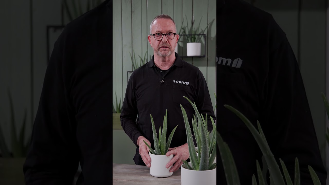 Aloe Vera Location: How to Keep Your Plant Strong & Healthy | toom Plant  Tips #shorts #planttip - YouTube