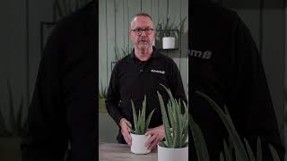 Aloe Vera Standort: So bleibt deine Pflanze stark &amp; gesund| toom Pflanzentipps #shorts #pflanzentipp