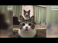 funny cats