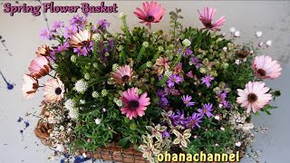 【春先取り！】春の花で寄せ植え🌸オステオスペルマムの育て方 Spring Flower Basket, How to grow Osteospermum🌼