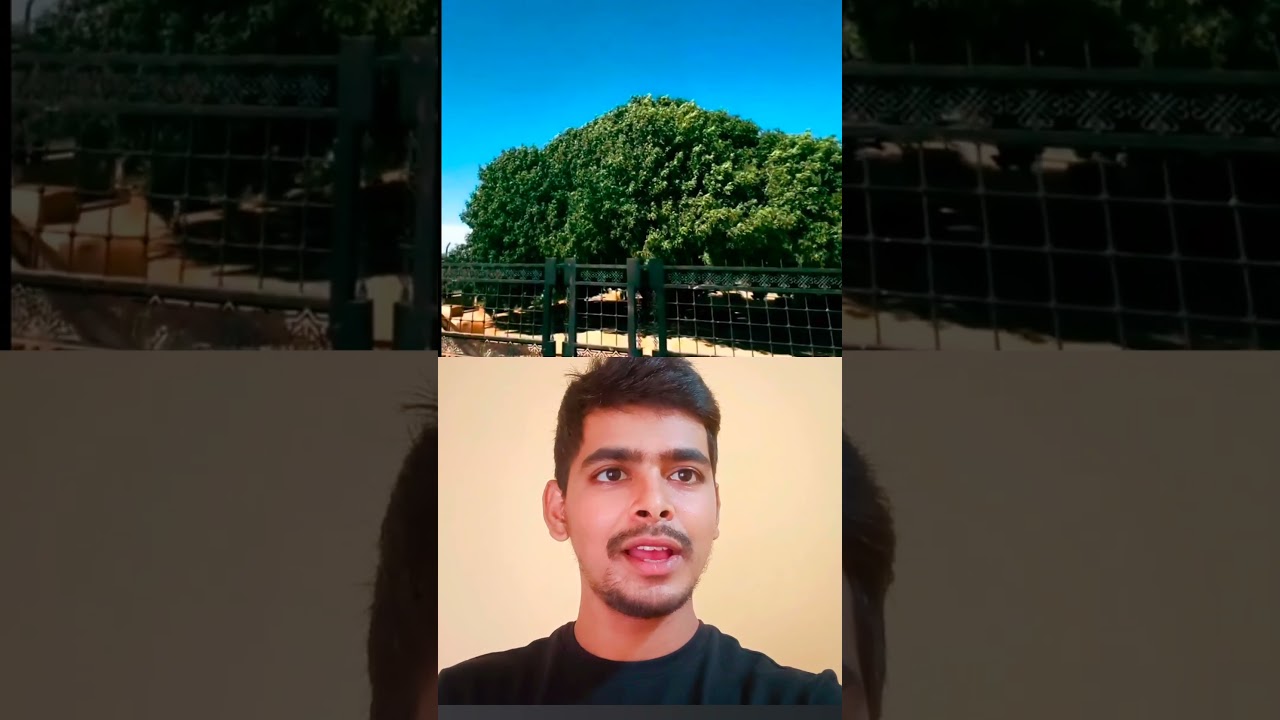 Islamic post part-50 | this is the tree where prophet Muhammad took some rest