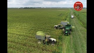 Corn Silage Harvest in a Seed Corn Field - August 2018