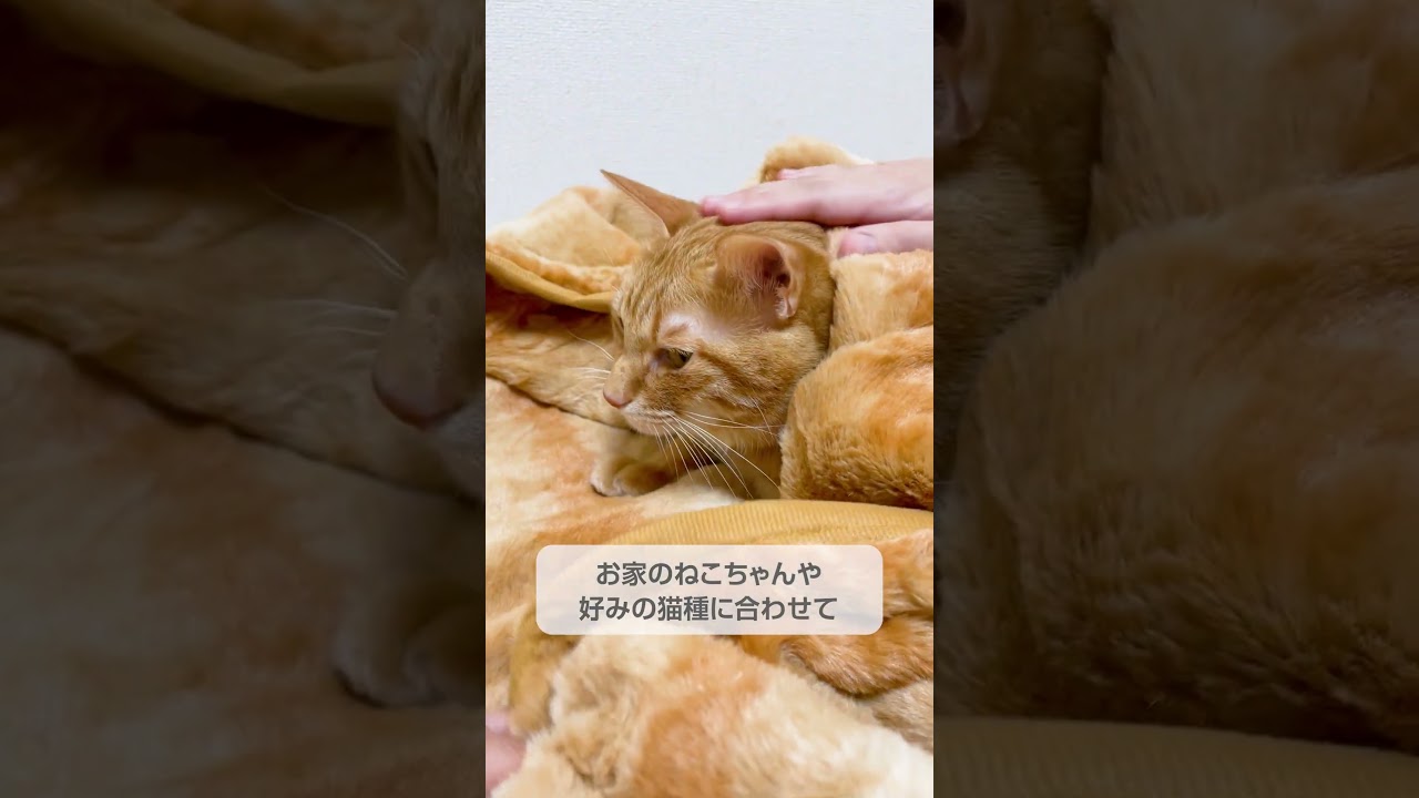 こ、これは…もはや、ねこ！？ - YouTube