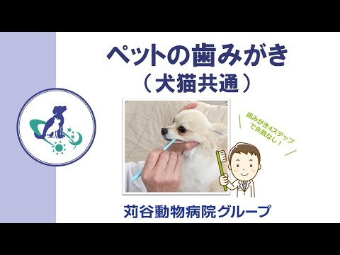 【獣医師監修】ペットの歯みがき（犬猫共通）