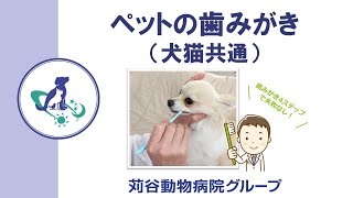 【獣医師監修】ペットの歯みがき（犬猫共通）