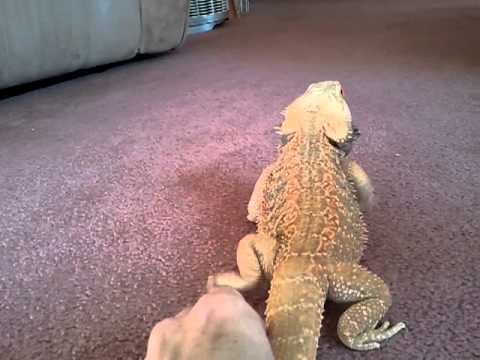 lizard skin grips Helius the bearded dragon does his morning laps