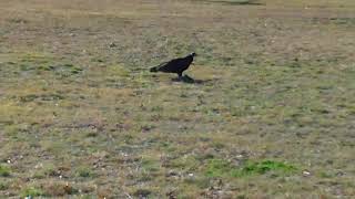 A North Texas Vulture Eating A Possum