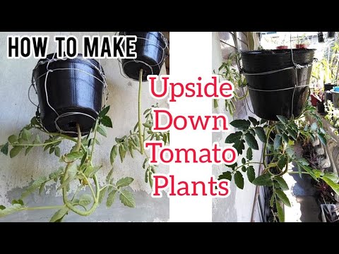 How to make HANGING UPSIDE DOWN TOMATO PLANTS