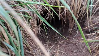 What animal makes a burrow like this?