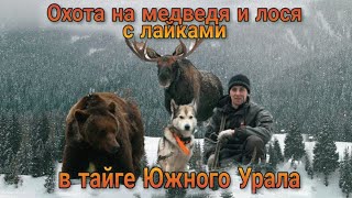 Охота на медведя и лося с лайками в тайге Южного Урала