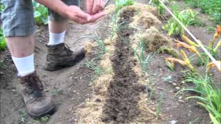 Planting Okra Between Onion Rows - Garden By The Foot
