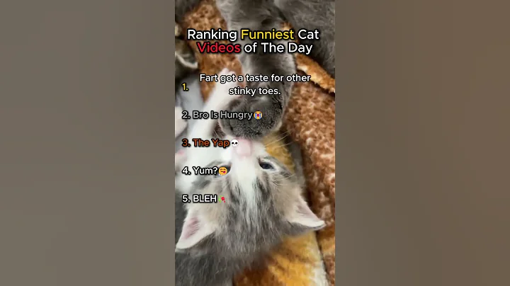 Watch the video about Ranking Funniest Cat Videos of The Day #7