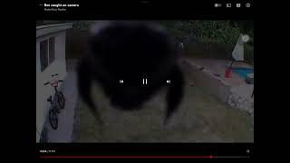 bee attacks a literal camera π