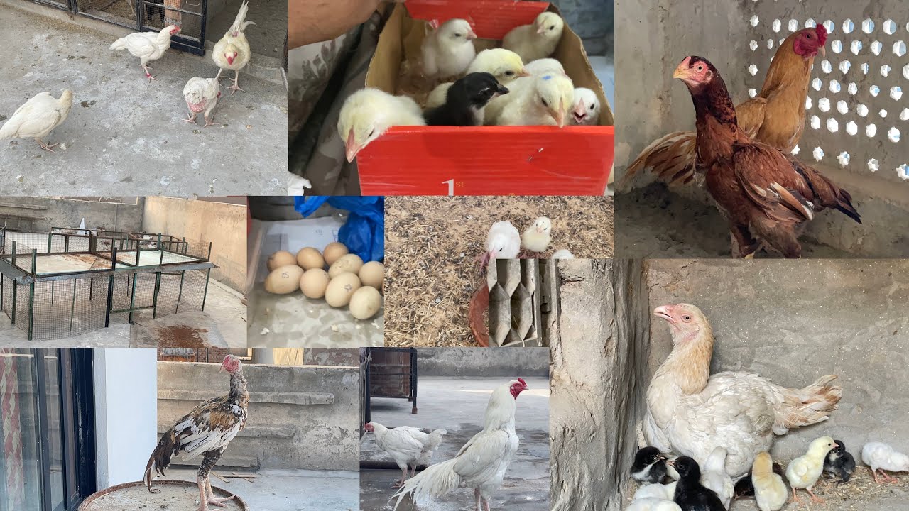 Aseel Farm || High Quality Aseel Breeders || cages work start - YouTube
