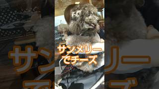 サンメリーでチーズ  #cheese #toypoodle #shorts #short #dog #nono #silver#の乃ちゃん