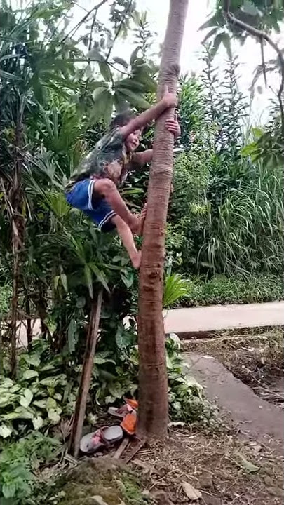 STORY WA LUCU 30 DETIK Bocah Ngapak Naik Pohon, Hamir Kebawah 😮 || STATUS NGAKAK 2021 #356