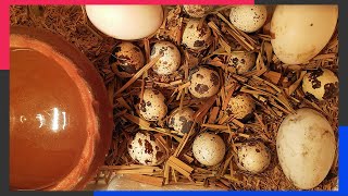 Homemade Egg Hatching Incubator | Without Temperature Controller