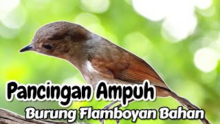 Download Lagu Pancingan ampuh burung Flamboyan bahan MP3